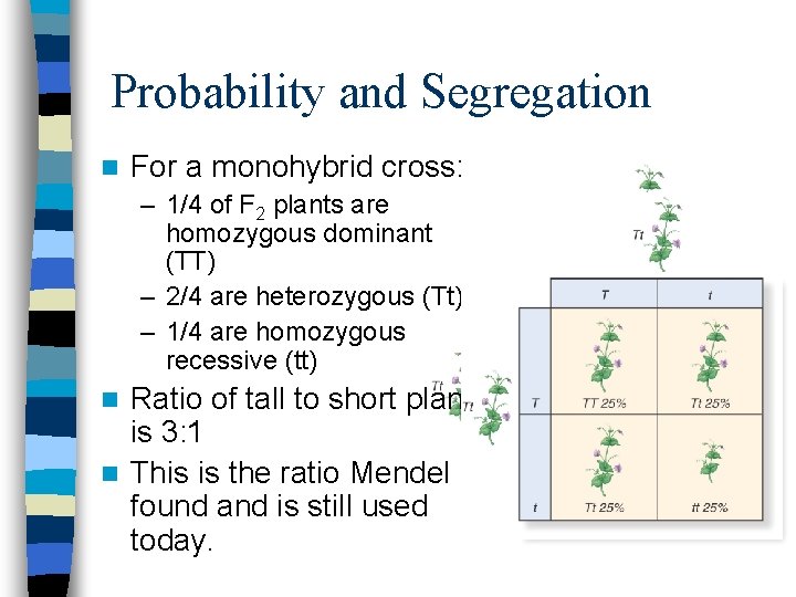 Probability and Segregation n For a monohybrid cross: – 1/4 of F 2 plants