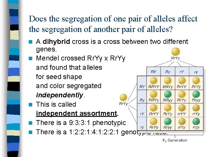 Does the segregation of one pair of alleles affect the segregation of another pair