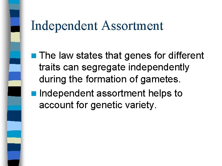 Independent Assortment n The law states that genes for different traits can segregate independently