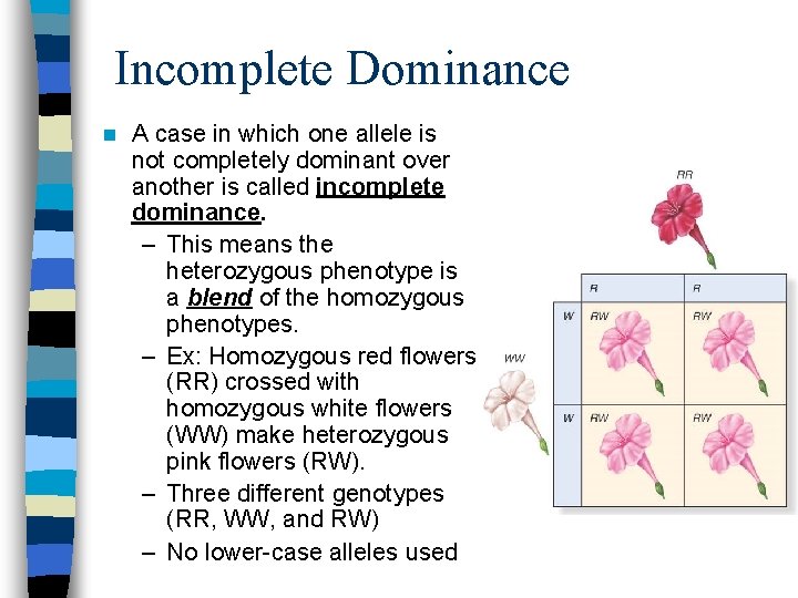 Incomplete Dominance n A case in which one allele is not completely dominant over