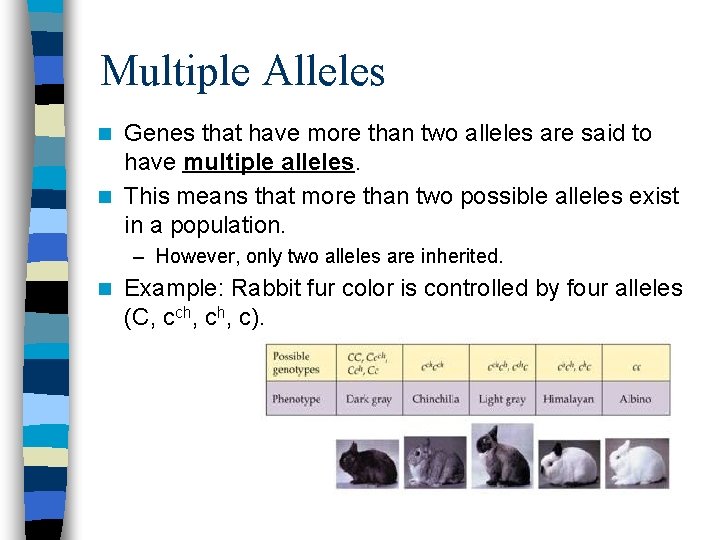 Multiple Alleles Genes that have more than two alleles are said to have multiple
