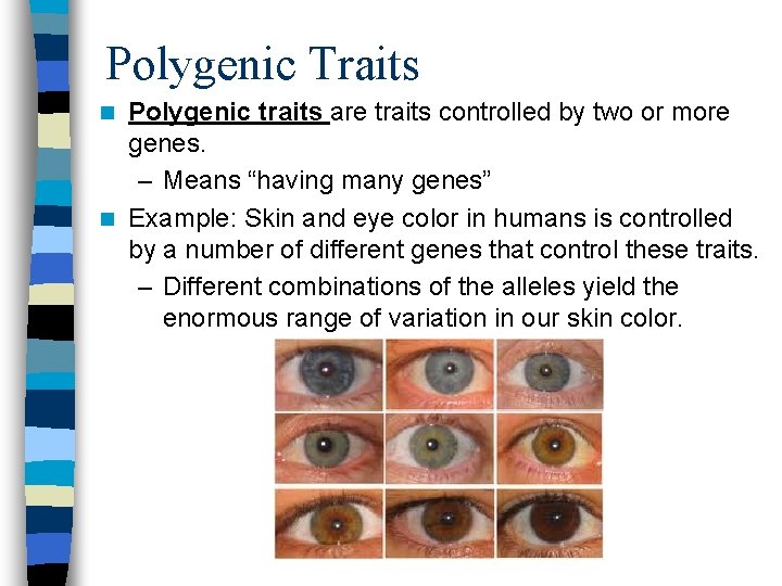 Polygenic Traits Polygenic traits are traits controlled by two or more genes. – Means
