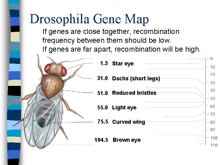 Drosophila Gene Map If genes are close together, recombination frequency between them should be