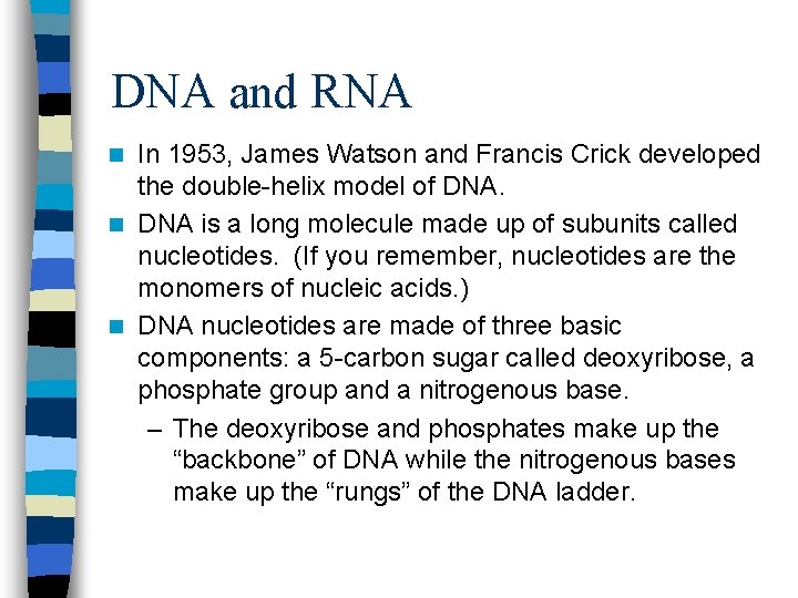 DNA and RNA In 1953, James Watson and Francis Crick developed the double-helix model