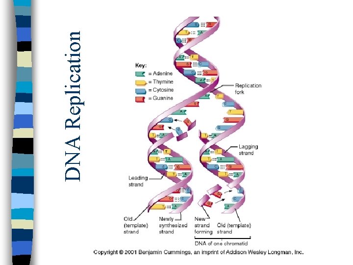 DNA Replication 