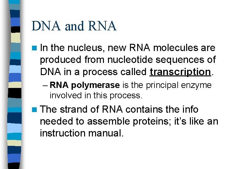 DNA and RNA n In the nucleus, new RNA molecules are produced from nucleotide