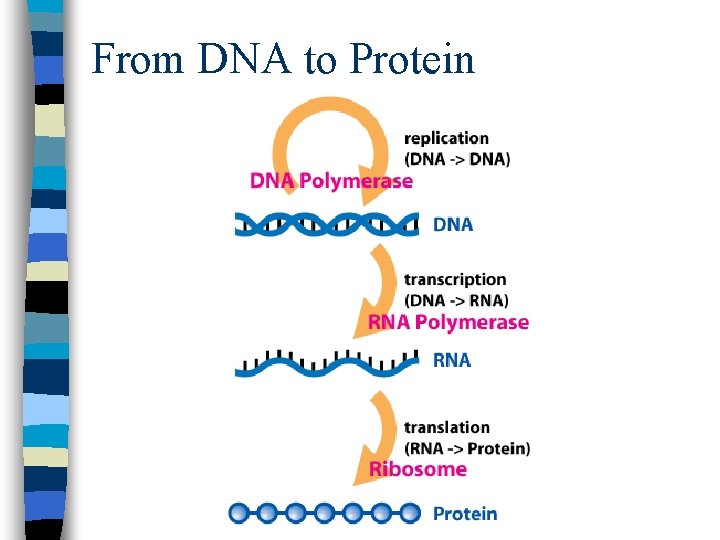 From DNA to Protein 
