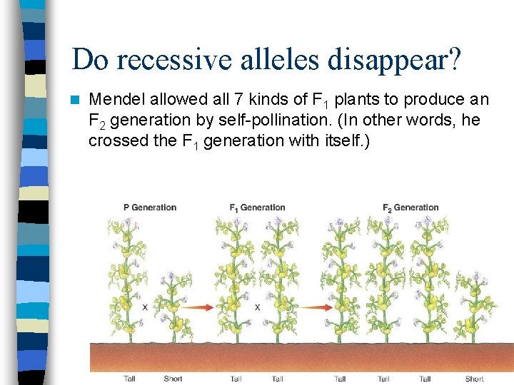 Do recessive alleles disappear? n Mendel allowed all 7 kinds of F 1 plants
