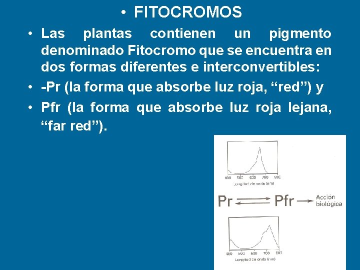 • FITOCROMOS • Las plantas contienen un pigmento denominado Fitocromo que se encuentra • FITOCROMOS • Las plantas contienen un pigmento denominado Fitocromo que se encuentra