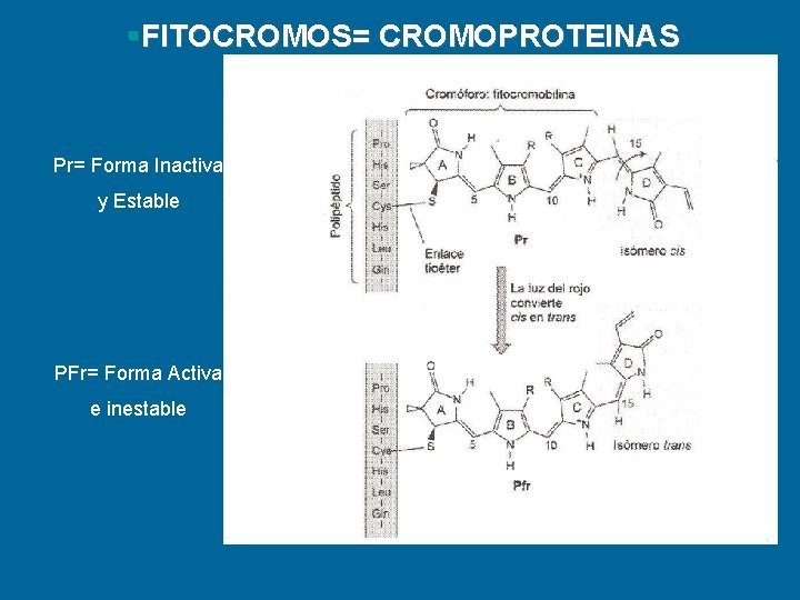 §FITOCROMOS= CROMOPROTEINAS Pr= Forma Inactiva y Estable PFr= Forma Activa e inestable 