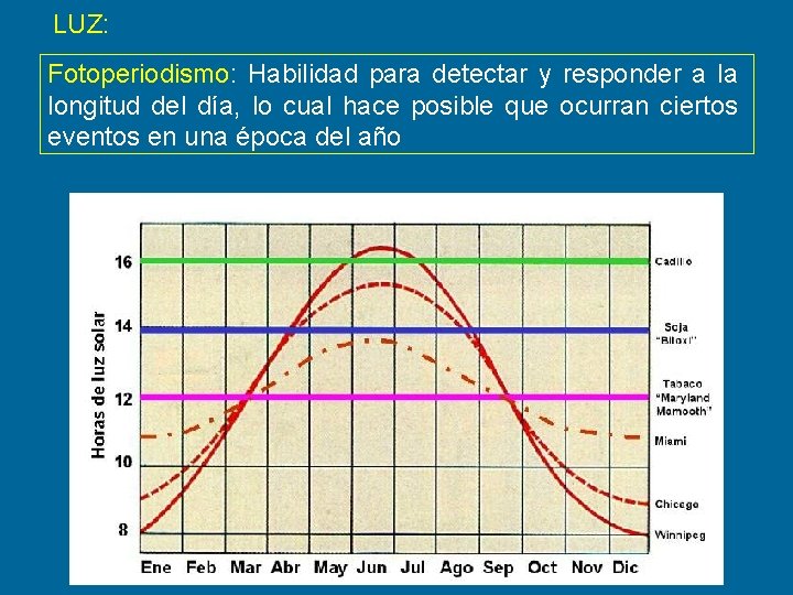 LUZ: Fotoperiodismo: Habilidad para detectar y responder a la longitud del día, lo cual LUZ: Fotoperiodismo: Habilidad para detectar y responder a la longitud del día, lo cual