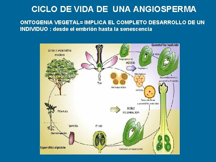 CICLO DE VIDA DE UNA ANGIOSPERMA ONTOGENIA VEGETAL= IMPLICA EL COMPLETO DESARROLLO DE UN