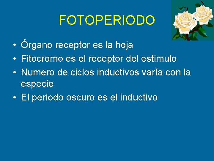 FOTOPERIODO • Órgano receptor es la hoja • Fitocromo es el receptor del estimulo