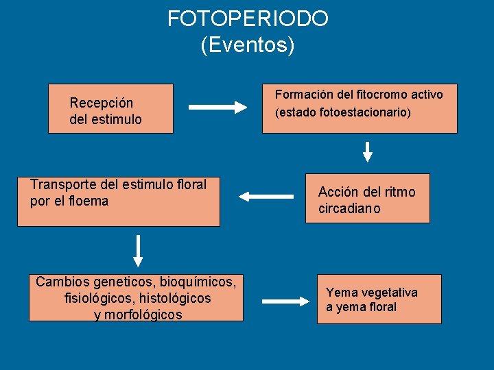 FOTOPERIODO (Eventos) Recepción del estimulo Transporte del estimulo floral por el floema Cambios geneticos,