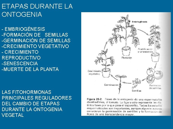 ETAPAS DURANTE LA ONTOGENIA Embriogénesis - EMBRIOGÉNESIS -FORMACIÓN DE SEMILLAS -GERMINACIÓN DE SEMILLAS -CRECIMIENTO