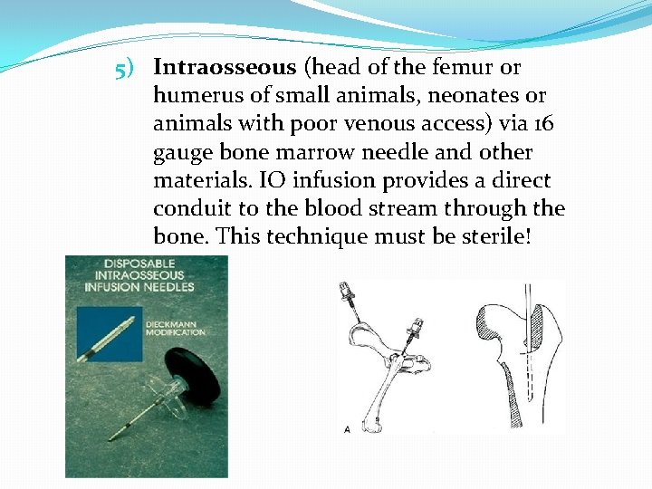 5) Intraosseous (head of the femur or humerus of small animals, neonates or animals