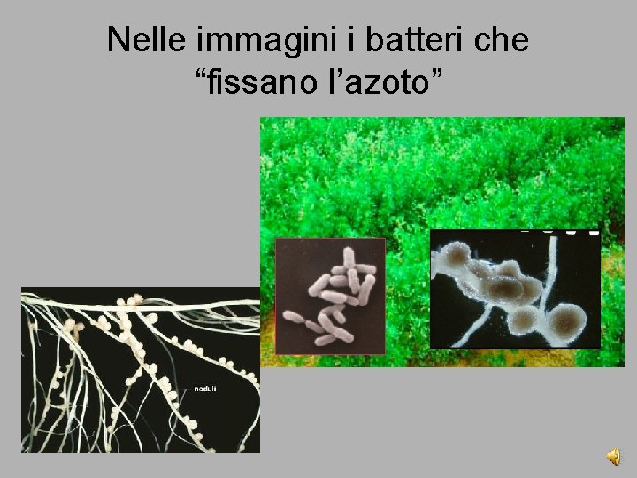 Nelle immagini i batteri che “fissano l’azoto” 