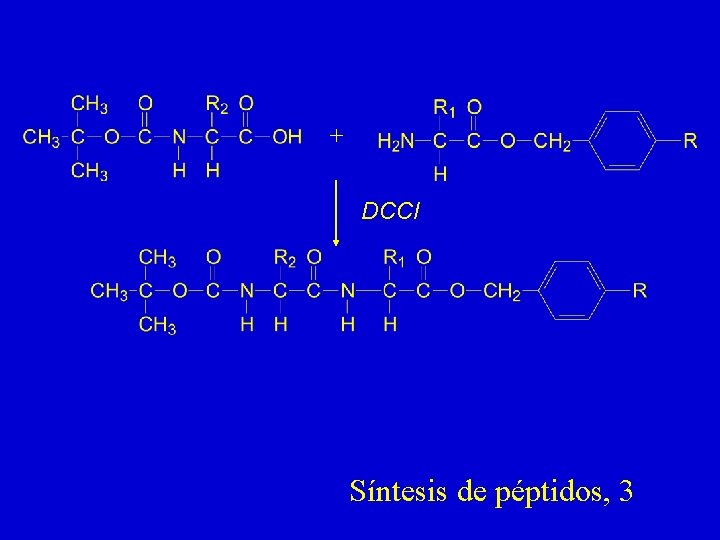 + DCCI Síntesis de péptidos, 3 