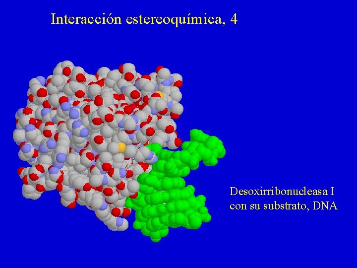 Interacción estereoquímica, 4 Desoxirribonucleasa I con su substrato, DNA 