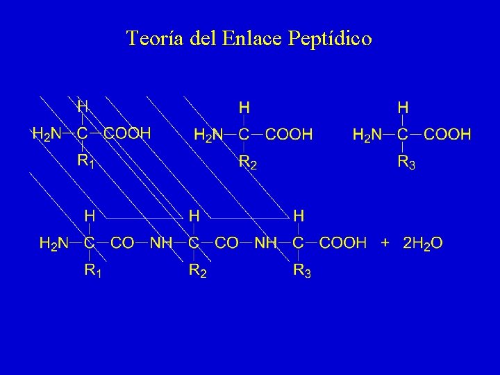 Teoría del Enlace Peptídico 