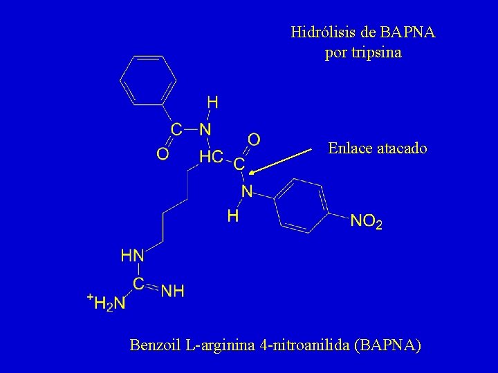 Hidrólisis de BAPNA por tripsina Enlace atacado Benzoil L-arginina 4 -nitroanilida (BAPNA) 