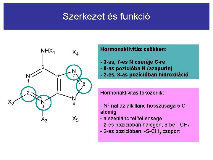 Szerkezet és funkció Hormonaktivitás csökken: - 3 -as, 7 -es N cseréje C-re -