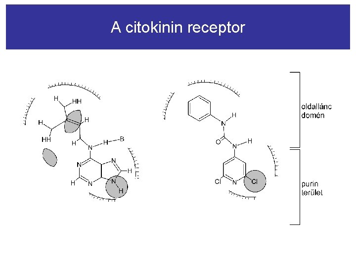 A citokinin receptor 