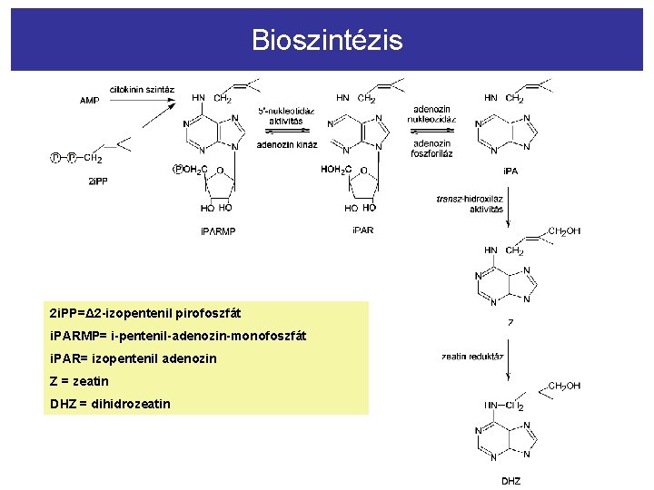 Bioszintézis 2 i. PP=Δ 2 -izopentenil pirofoszfát 2 i. PARMP= i-pentenil-adenozin-monofoszfát 2 i i.