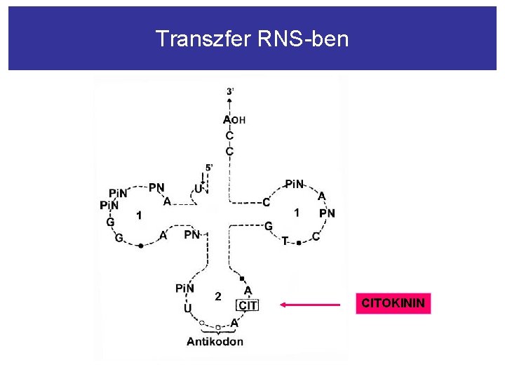 Transzfer RNS-ben CITOKININ 
