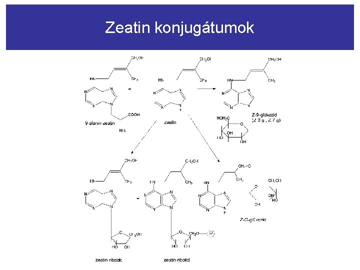 Zeatin konjugátumok 