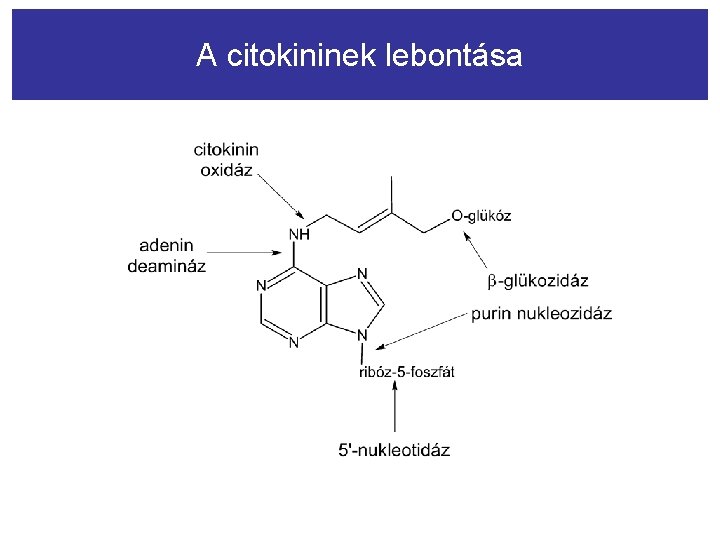 A citokininek lebontása 
