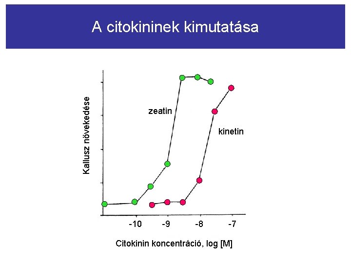 Kallusz növekedése A citokininek kimutatása zeatin kinetin -10 -9 -8 -7 Citokinin koncentráció, log