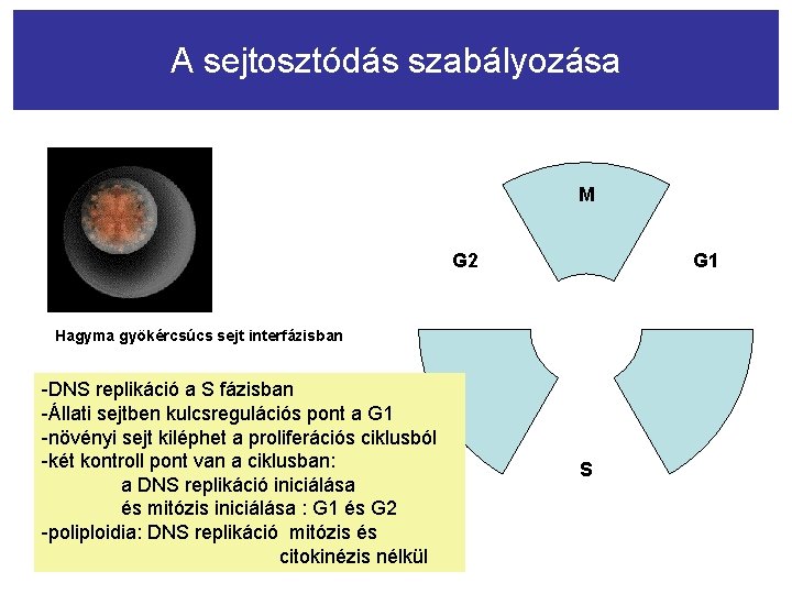 A sejtosztódás szabályozása M G 2 G 1 Hagyma gyökércsúcs sejt interfázisban -DNS replikáció
