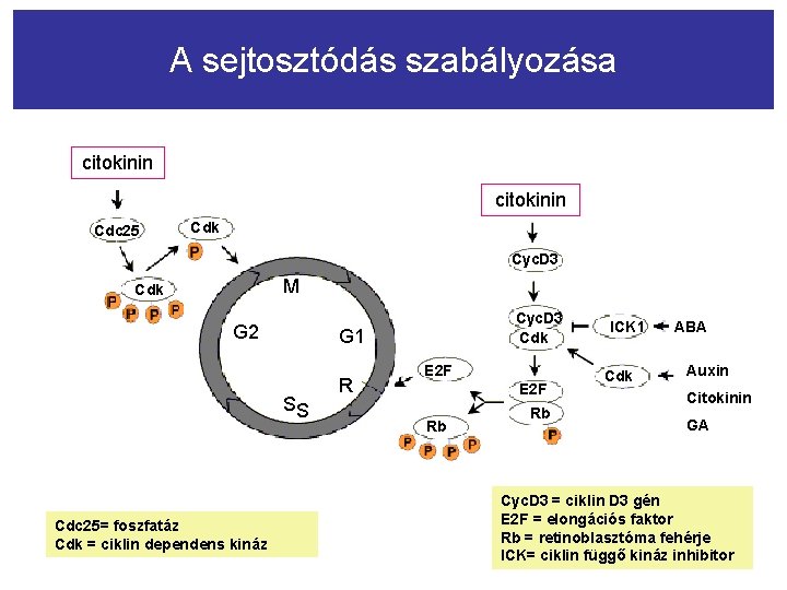 A sejtosztódás szabályozása citokinin Cdc 25 Cdk Cyc. D 3 M Cdk G 2