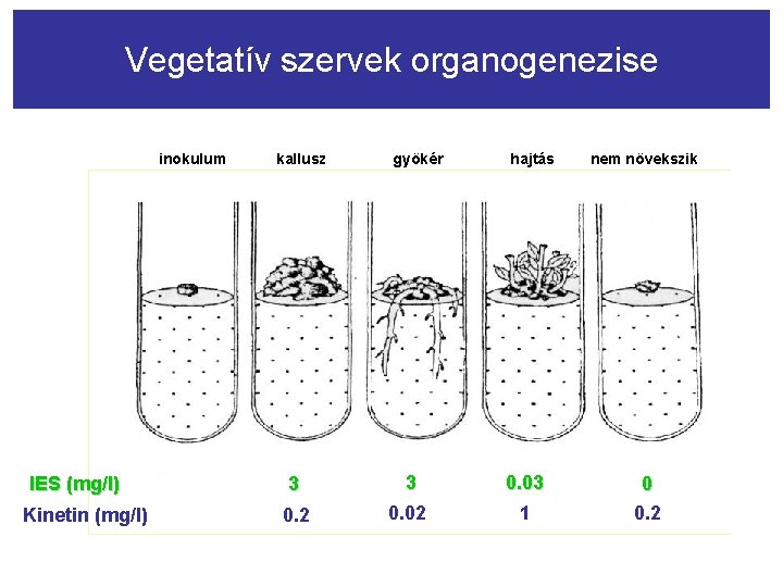 Vegetatív szervek organogenezise inokulum IES (mg/l) Kinetin (mg/l) kallusz gyökér hajtás 3 3 0.