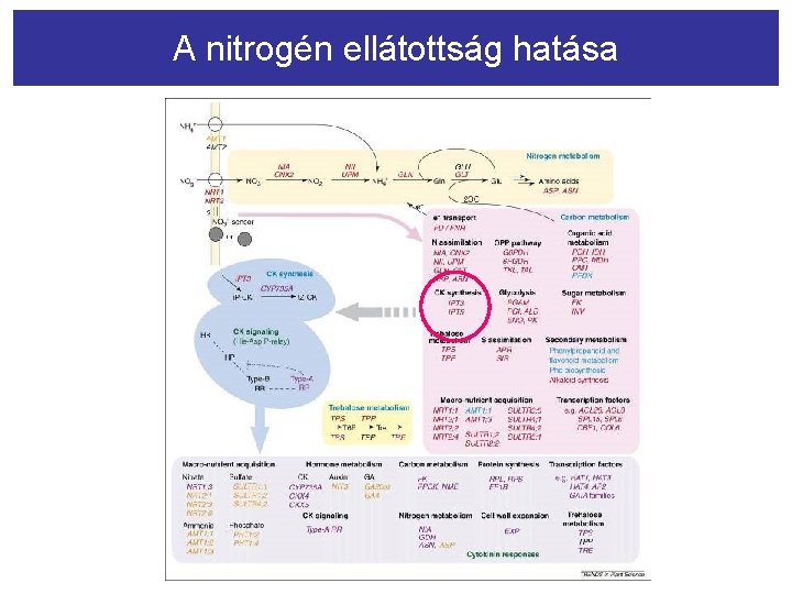 A nitrogén ellátottság hatása 