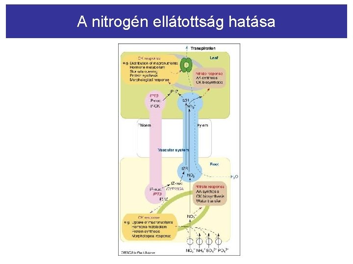 A nitrogén ellátottság hatása 