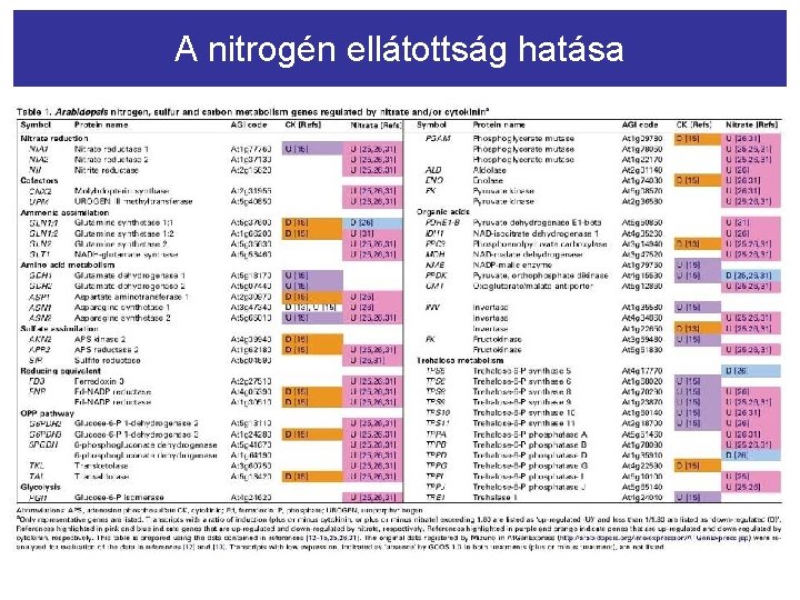 A nitrogén ellátottság hatása 