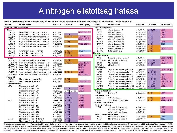 A nitrogén ellátottság hatása 