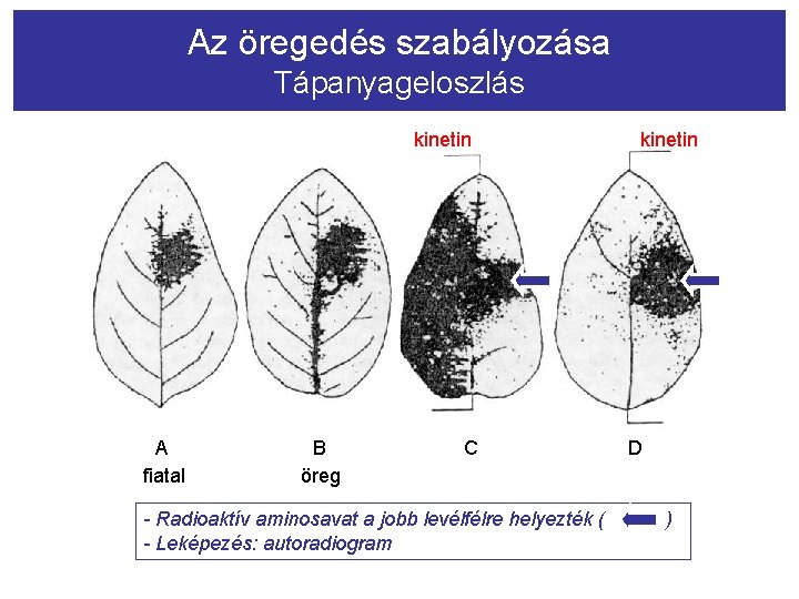 Az öregedés szabályozása Tápanyageloszlás kinetin A fiatal B öreg C - Radioaktív aminosavat a