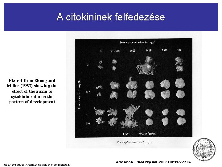 A citokininek felfedezése Plate 4 from Skoog and Miller (1957) showing the effect of