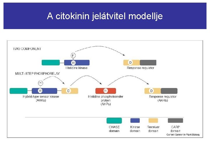 A citokinin jelátvitel modellje 