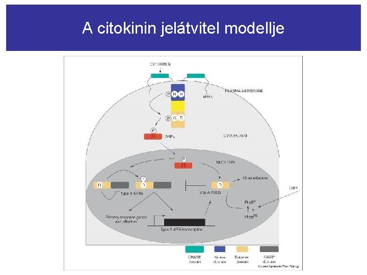 A citokinin jelátvitel modellje 