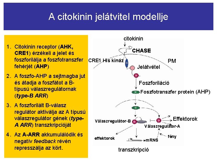 A citokinin jelátvitel modellje citokinin 1. Citokinin receptor (AHK, CRE 1) érzékeli a jelet