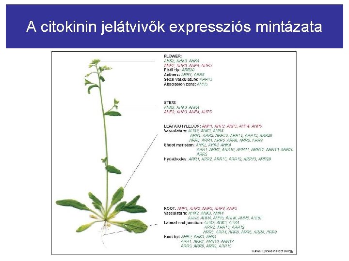 A citokinin jelátvivők expressziós mintázata 