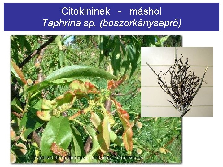 Citokininek - máshol Taphrina sp. (boszorkányseprő) 