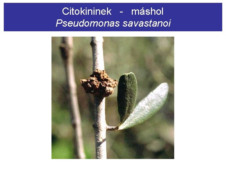 Citokininek - máshol Pseudomonas savastanoi 