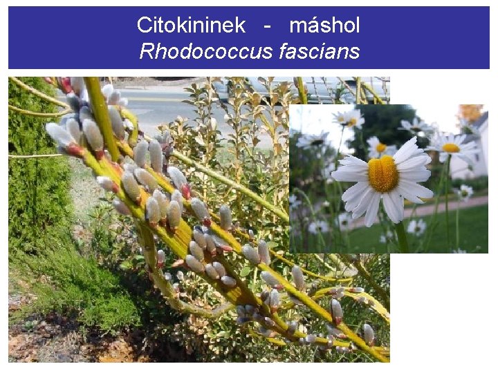 Citokininek - máshol Rhodococcus fascians 