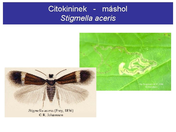 Citokininek - máshol Stigmella aceris 