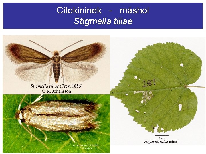 Citokininek - máshol Stigmella tiliae 